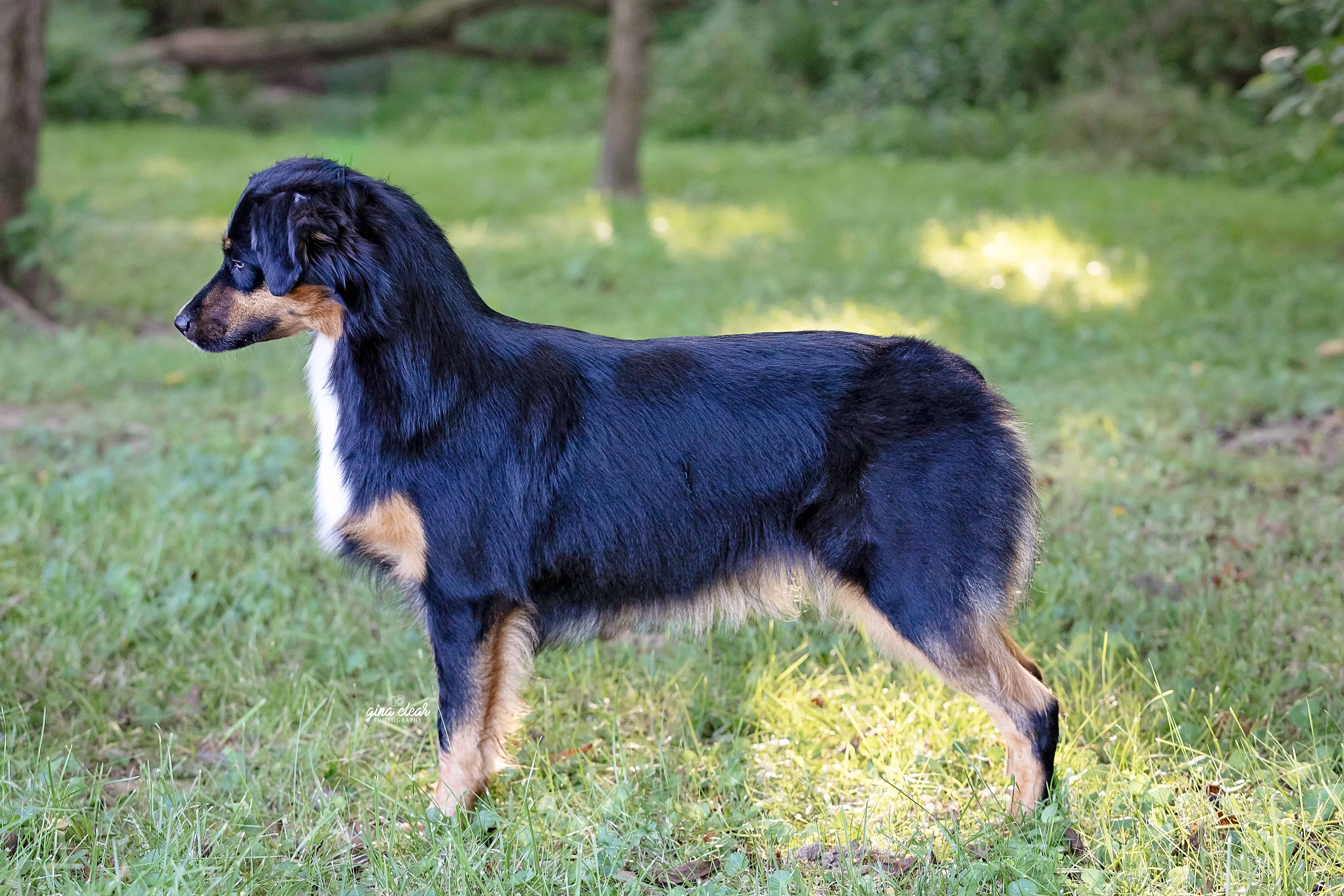 Black and tan dog standing in profile on green grass with trees in the background.