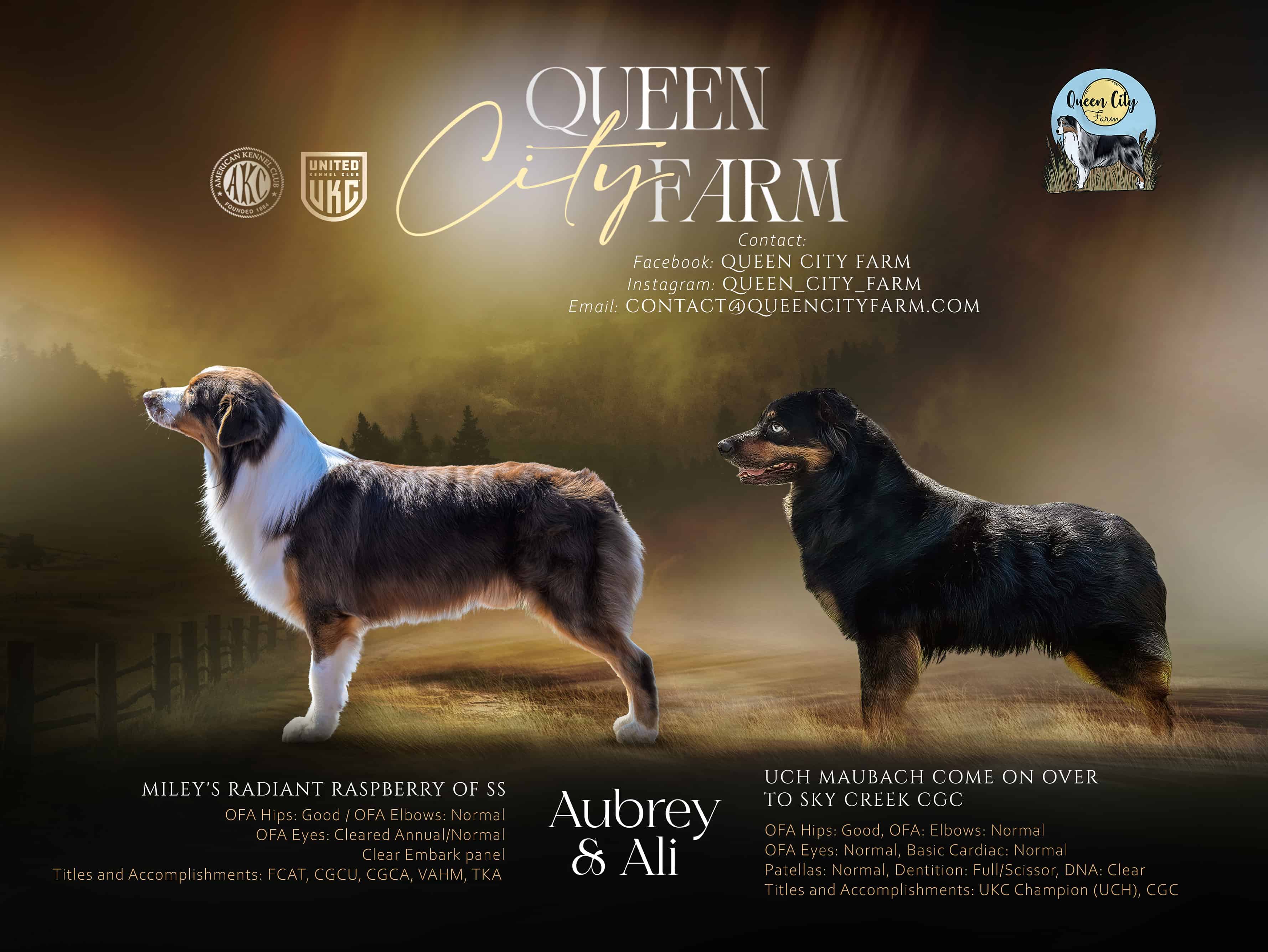 Two Australian Shepherd dogs, Aubrey and Ali, standing side by side with titles and health clearances listed, set against a moody farm background with Queen City Farm logo and contact info.