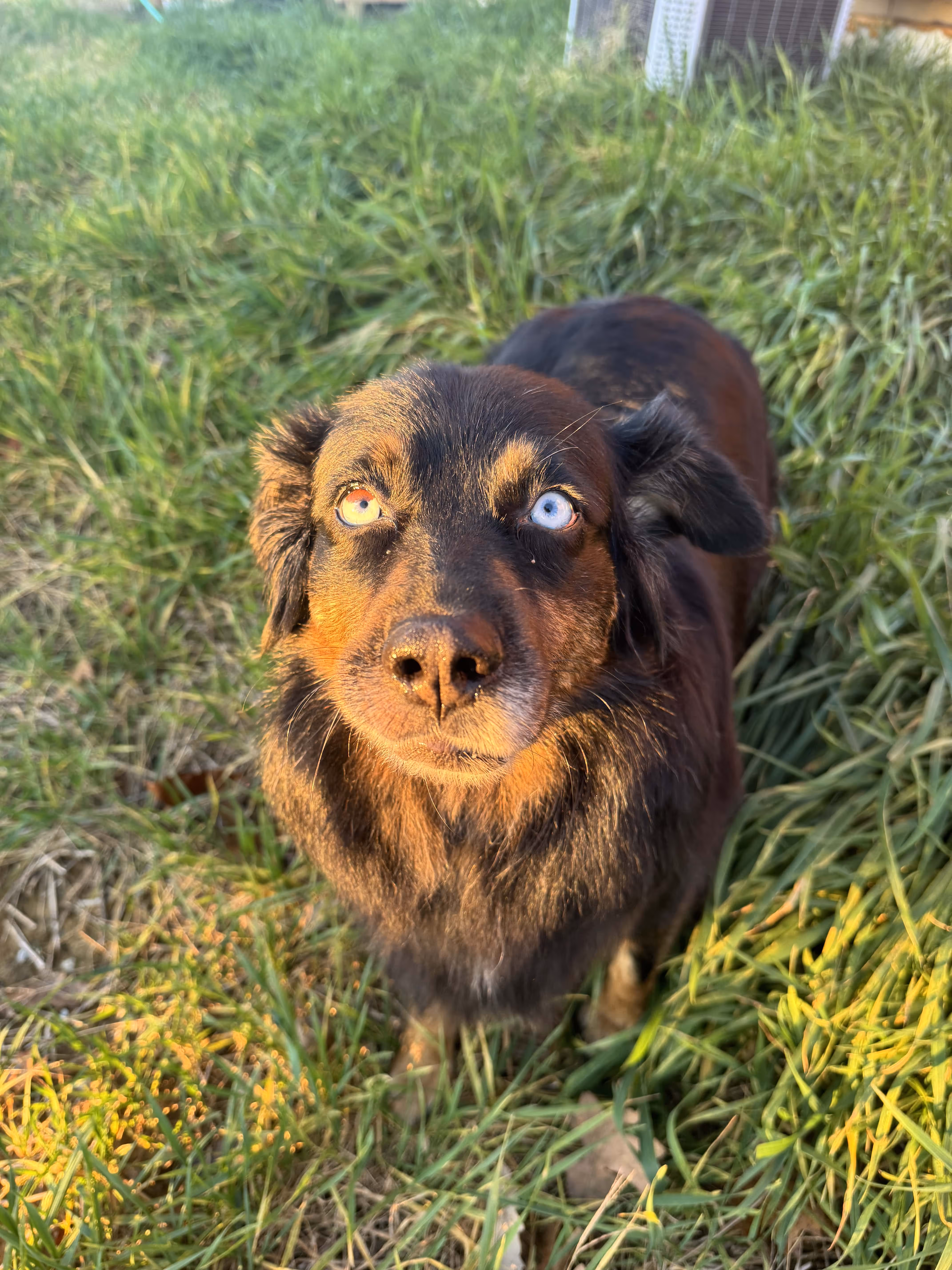 Brown dog with striking heterochromia eyes, one yellow and one blue, standing on green grass with sunlight on its face.