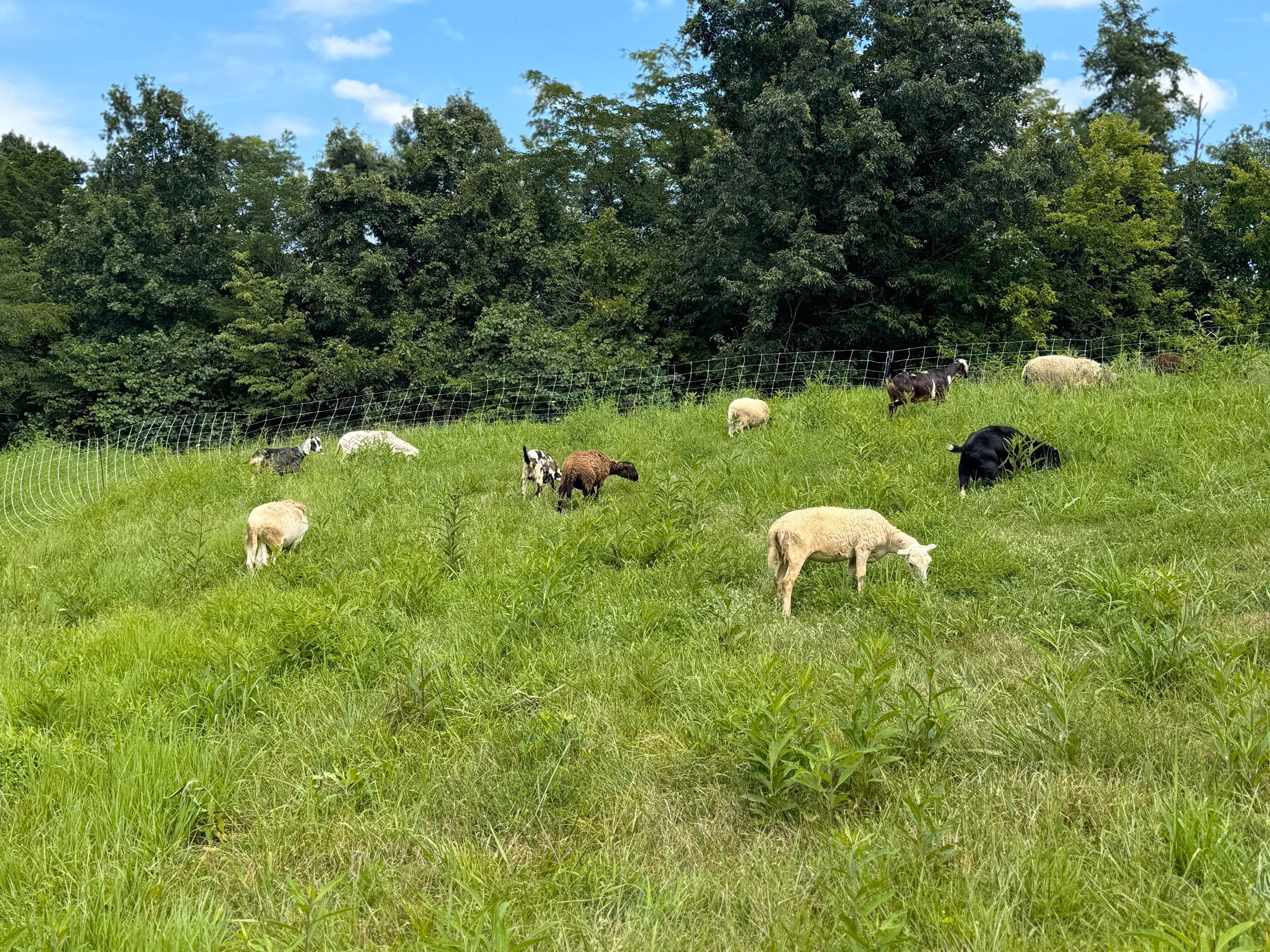 Sheep and goats grazing on a grassy hillside under a blue sky with scattered clouds and trees in the background.