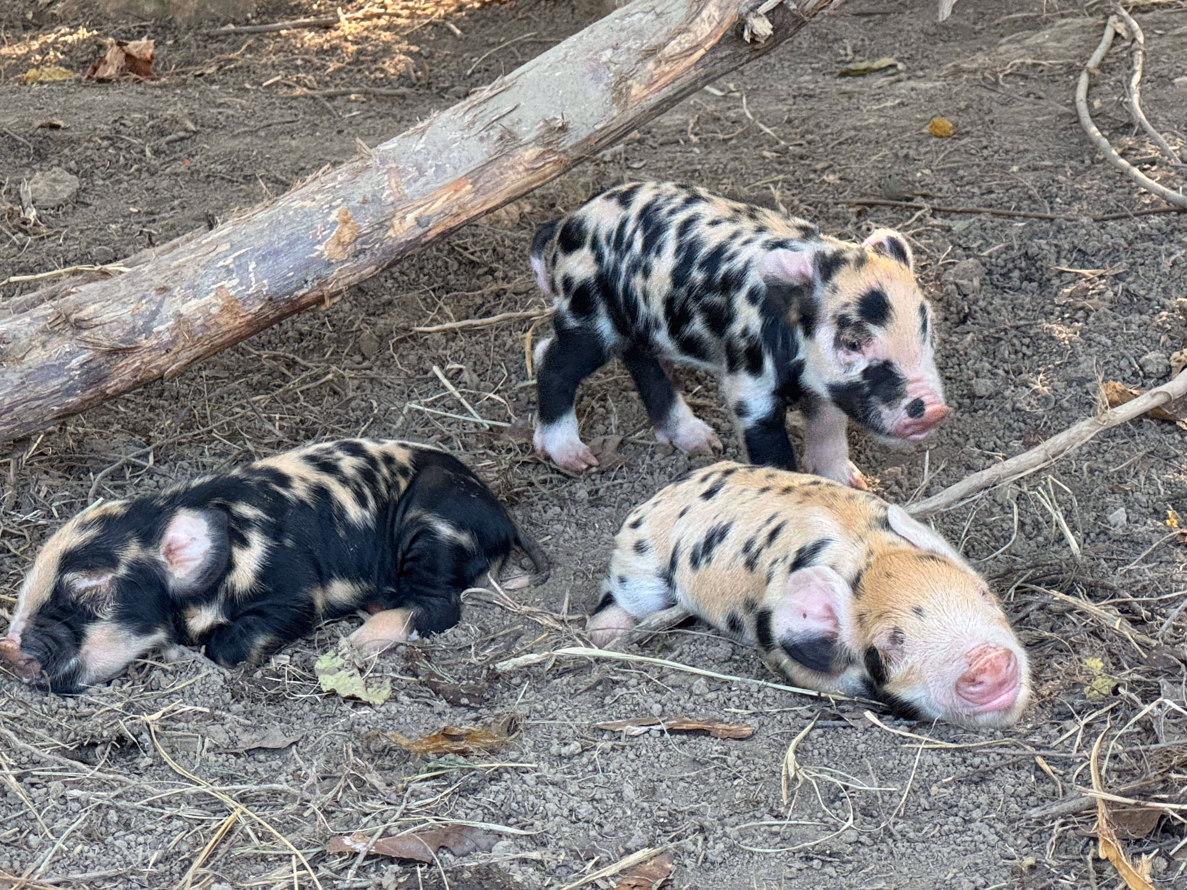 Three small spotted piglets on dirt ground with a large fallen tree branch behind them.