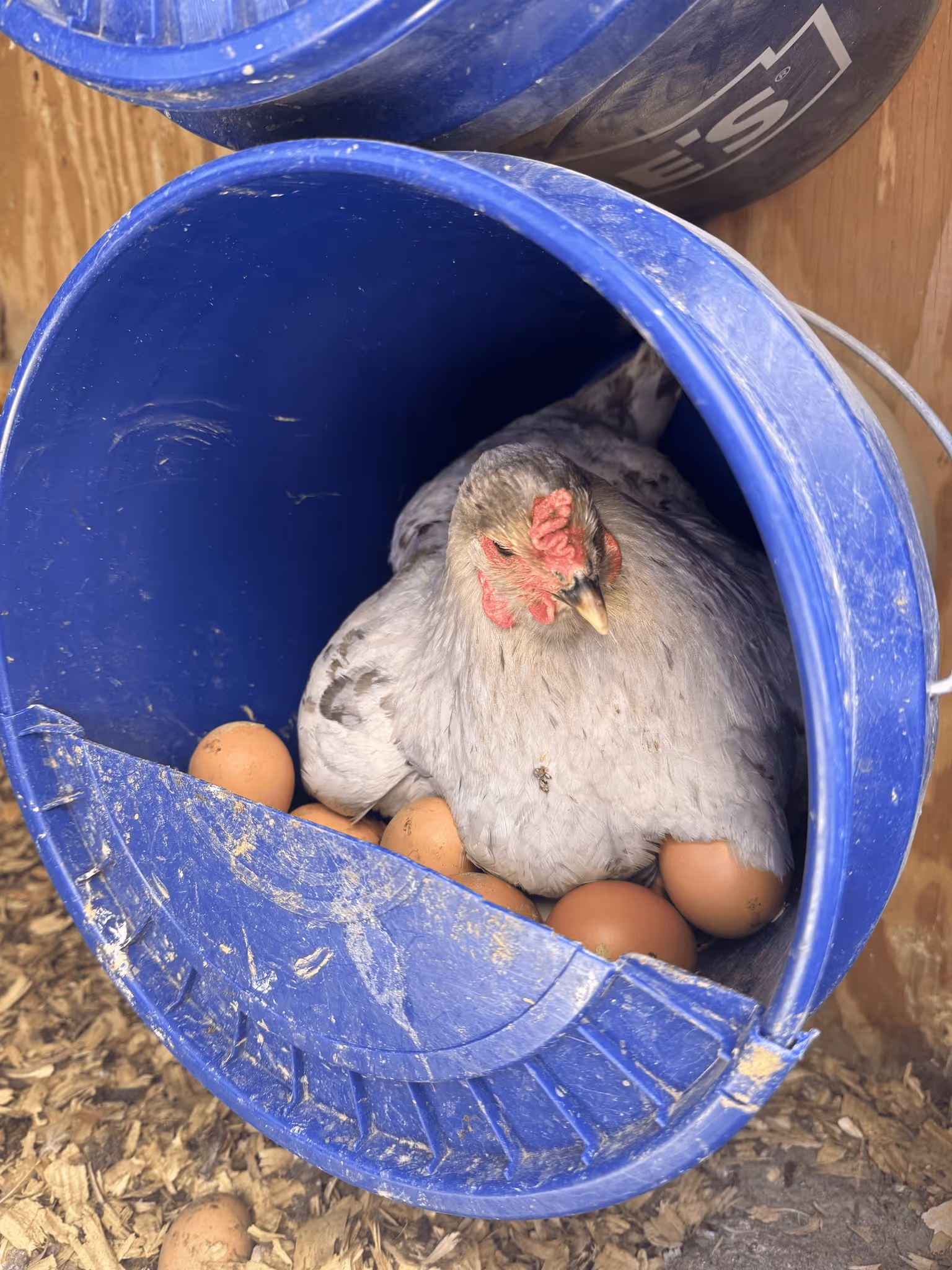 Light gray hen sitting inside a blue plastic bucket, brooding over several brown eggs.
