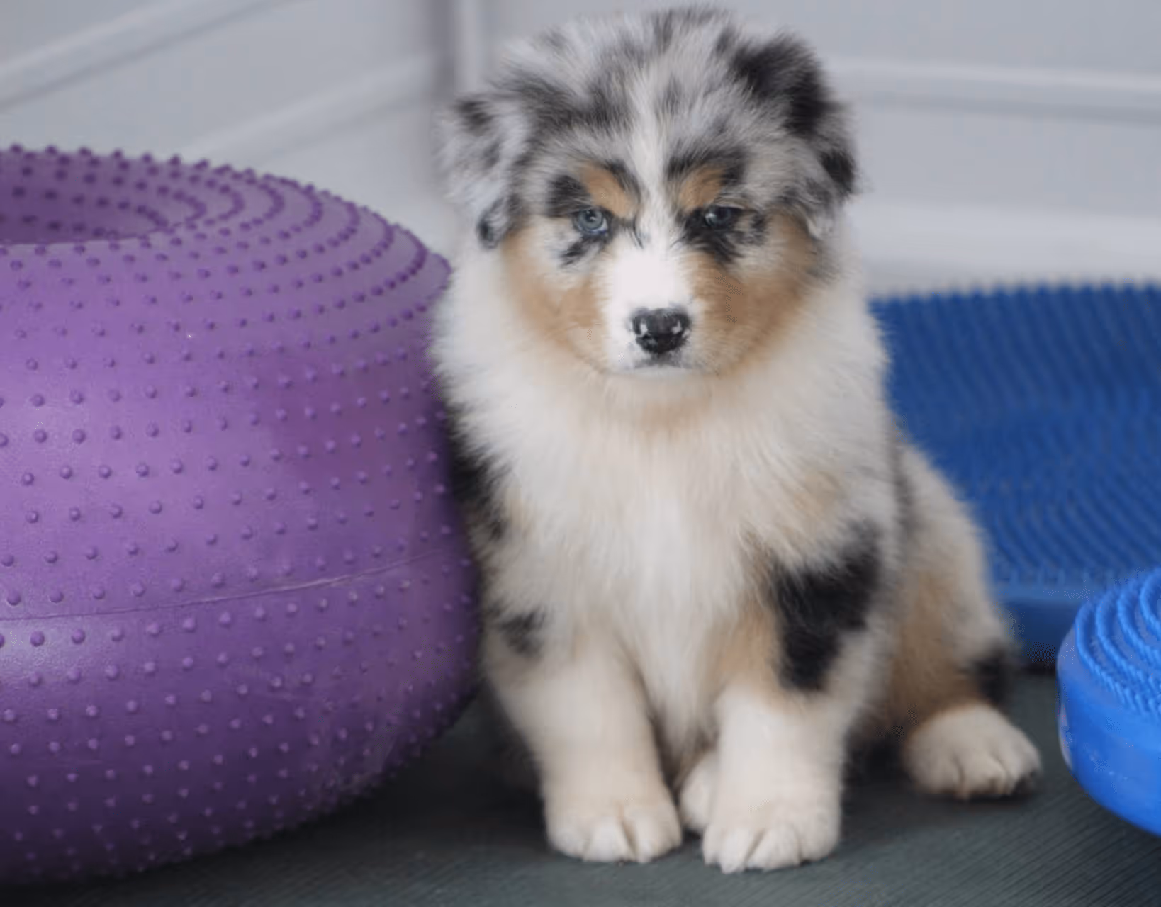 A australian shepherd puppy sitting next to a purple ball.