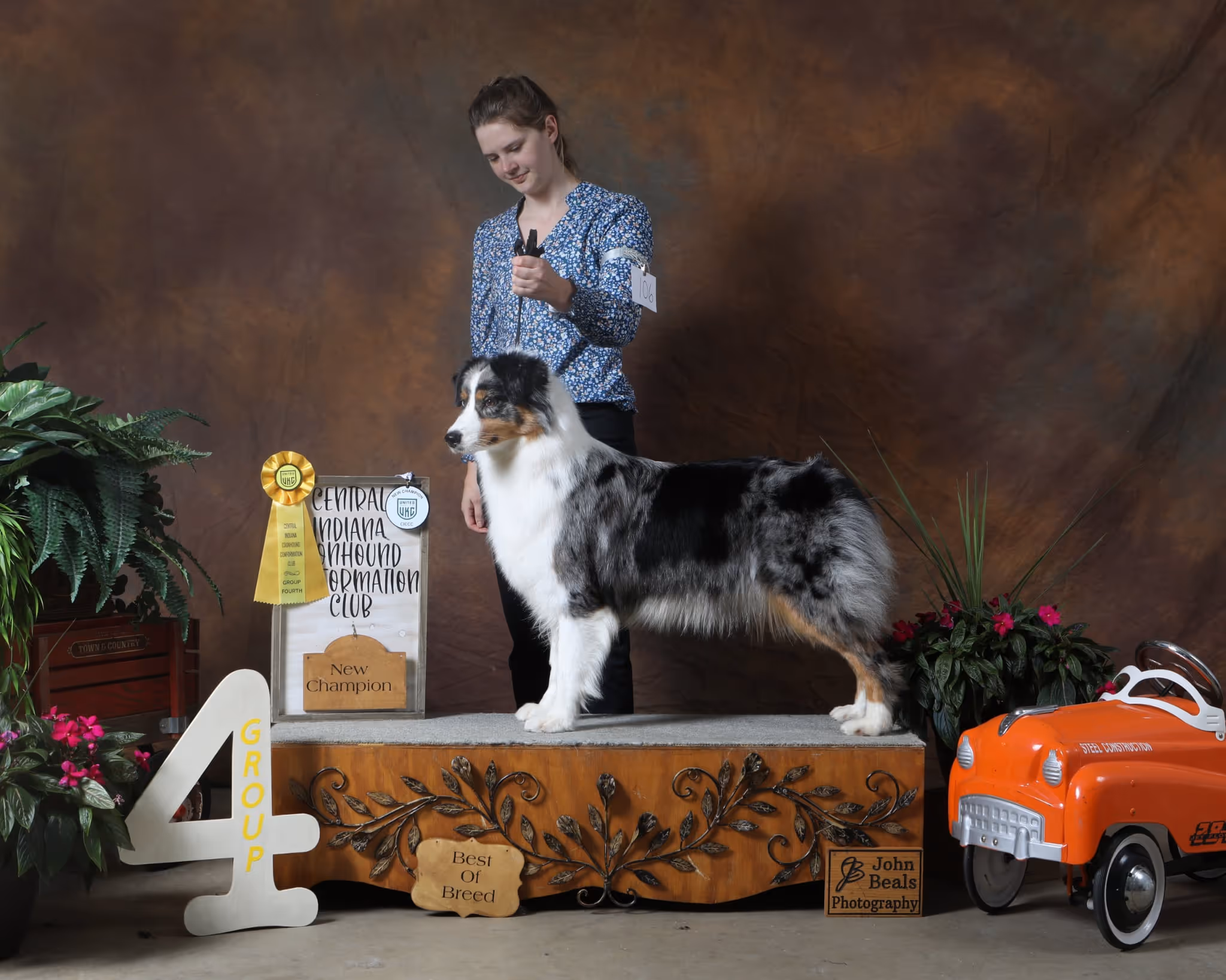 A blue merle australian shepherd standing on a podium with a handler holding by a leash