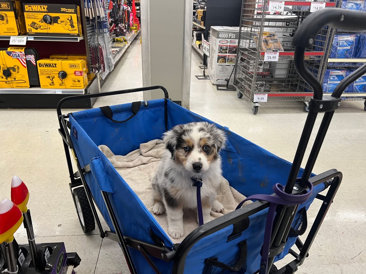 An australian shepherd puppy in a blue wagon in the hardware store.