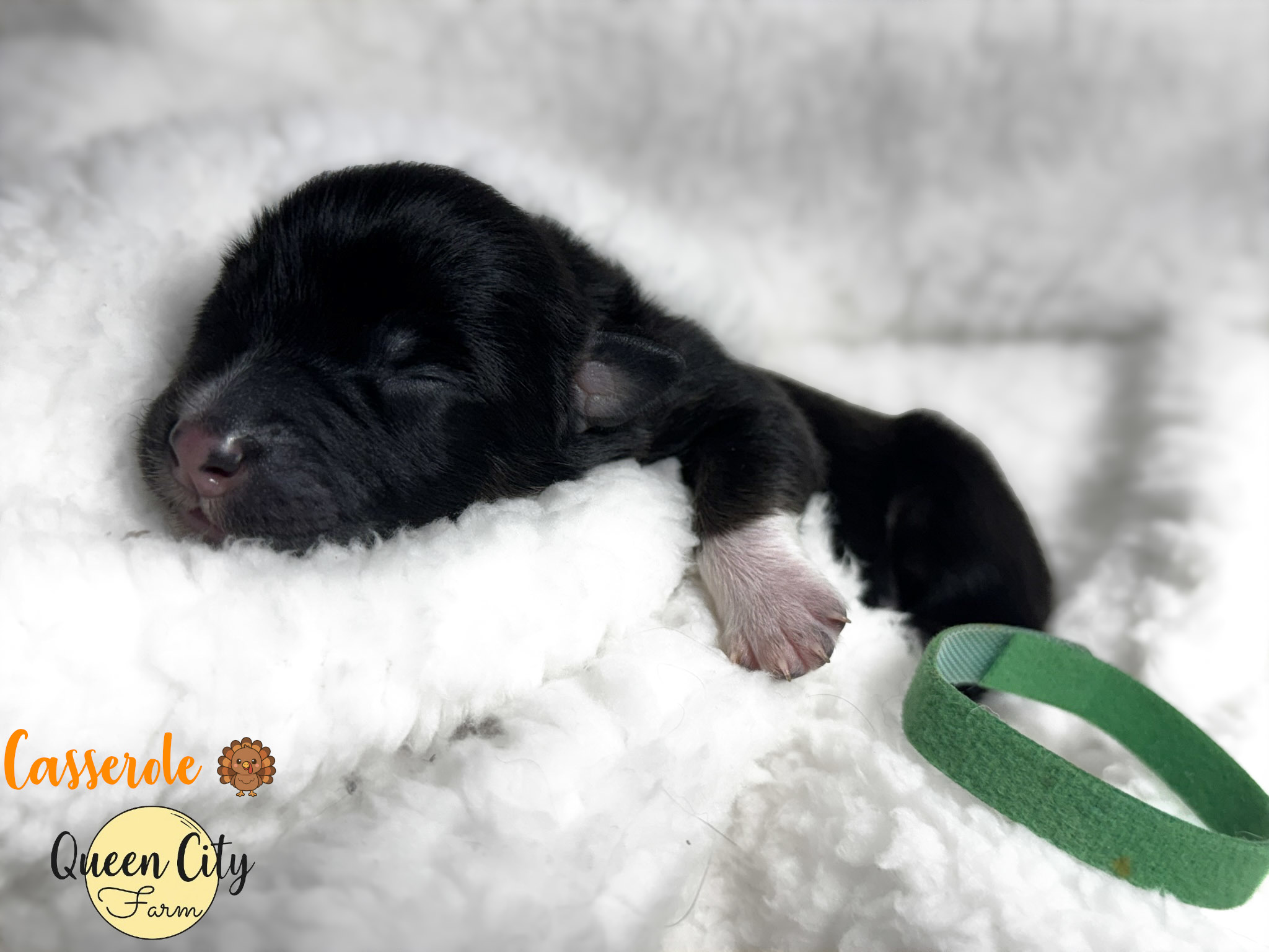 A minimal white, black tri Australian Shepherd puppy on a white blanket with a green collar.