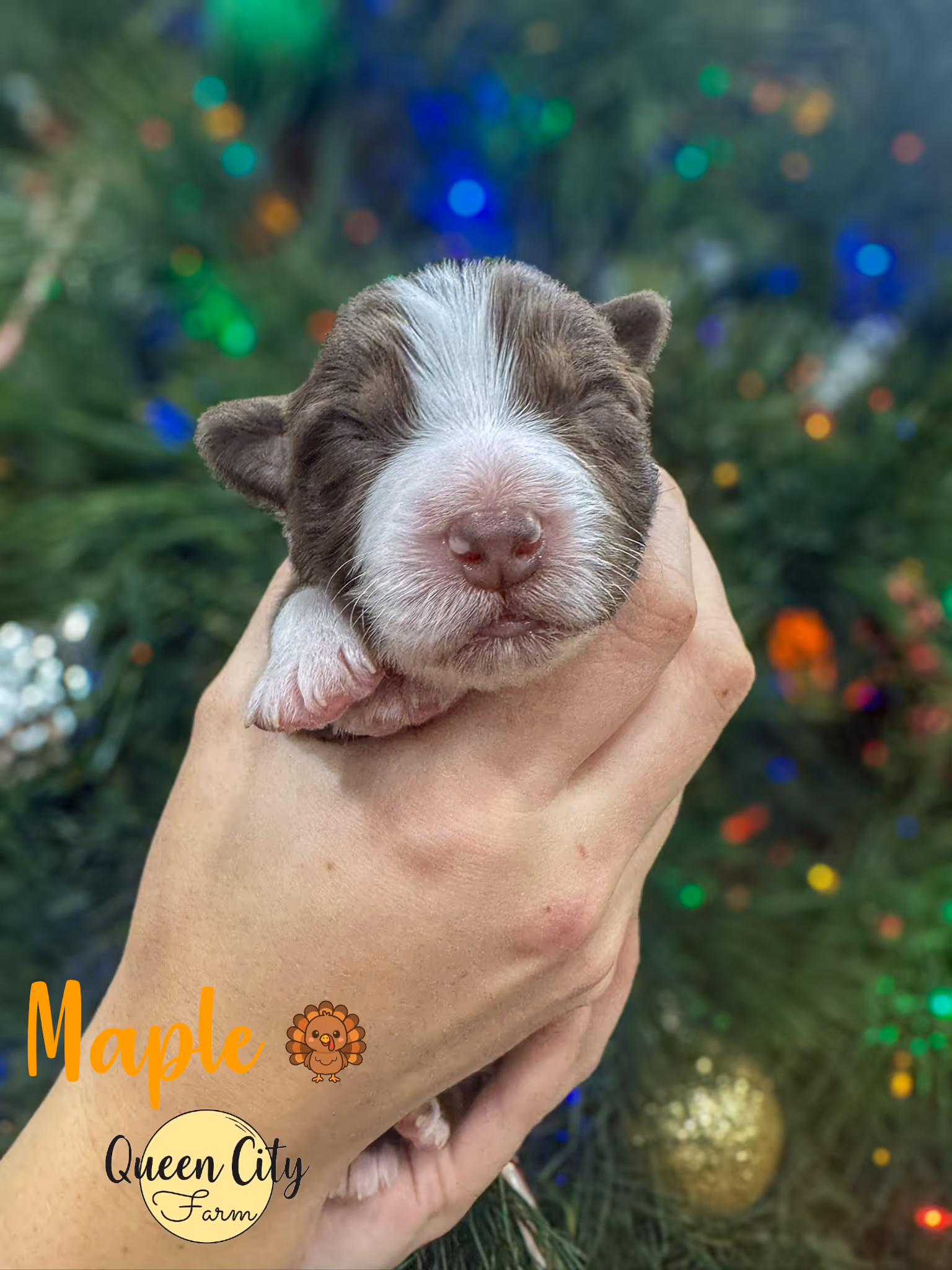 A red tri australian shepherd puppy with a christmas tree in the background