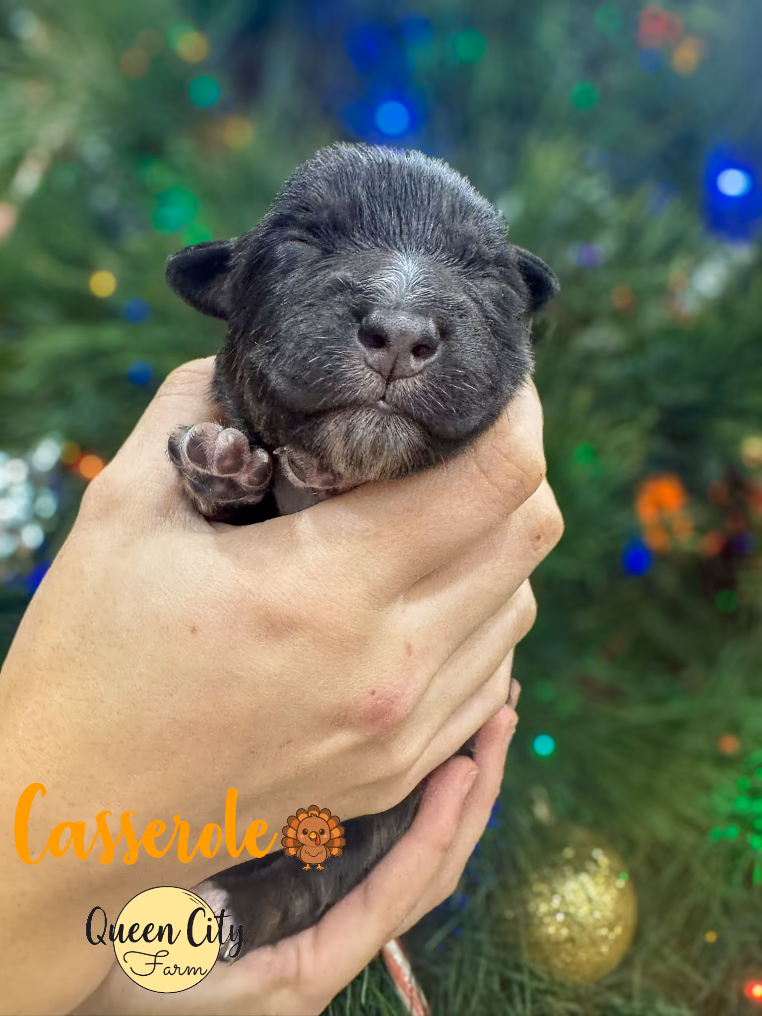 A black tri australian shepherd with a christmas tree in the background