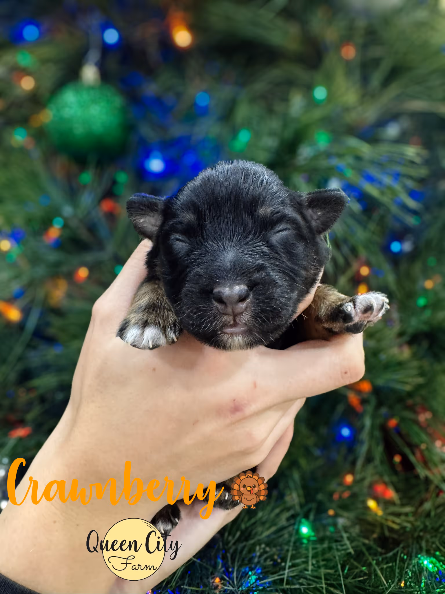 A black tri australian shepherd with a christmas tree in the background