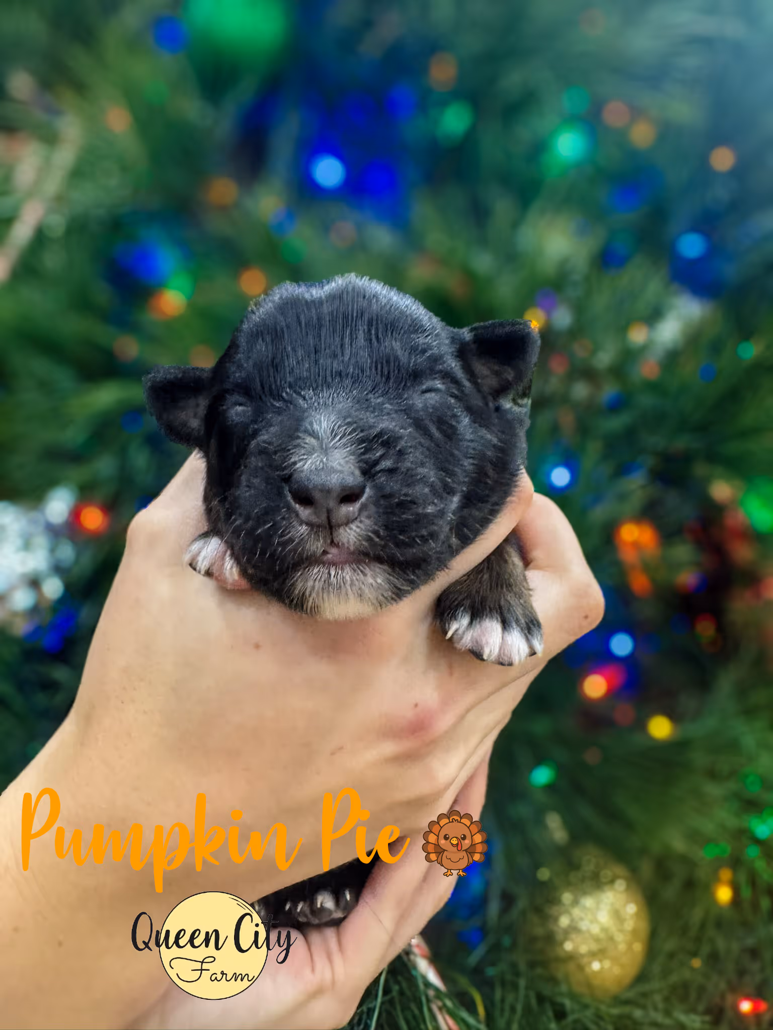 A black tri australian shepherd with a christmas tree in the background