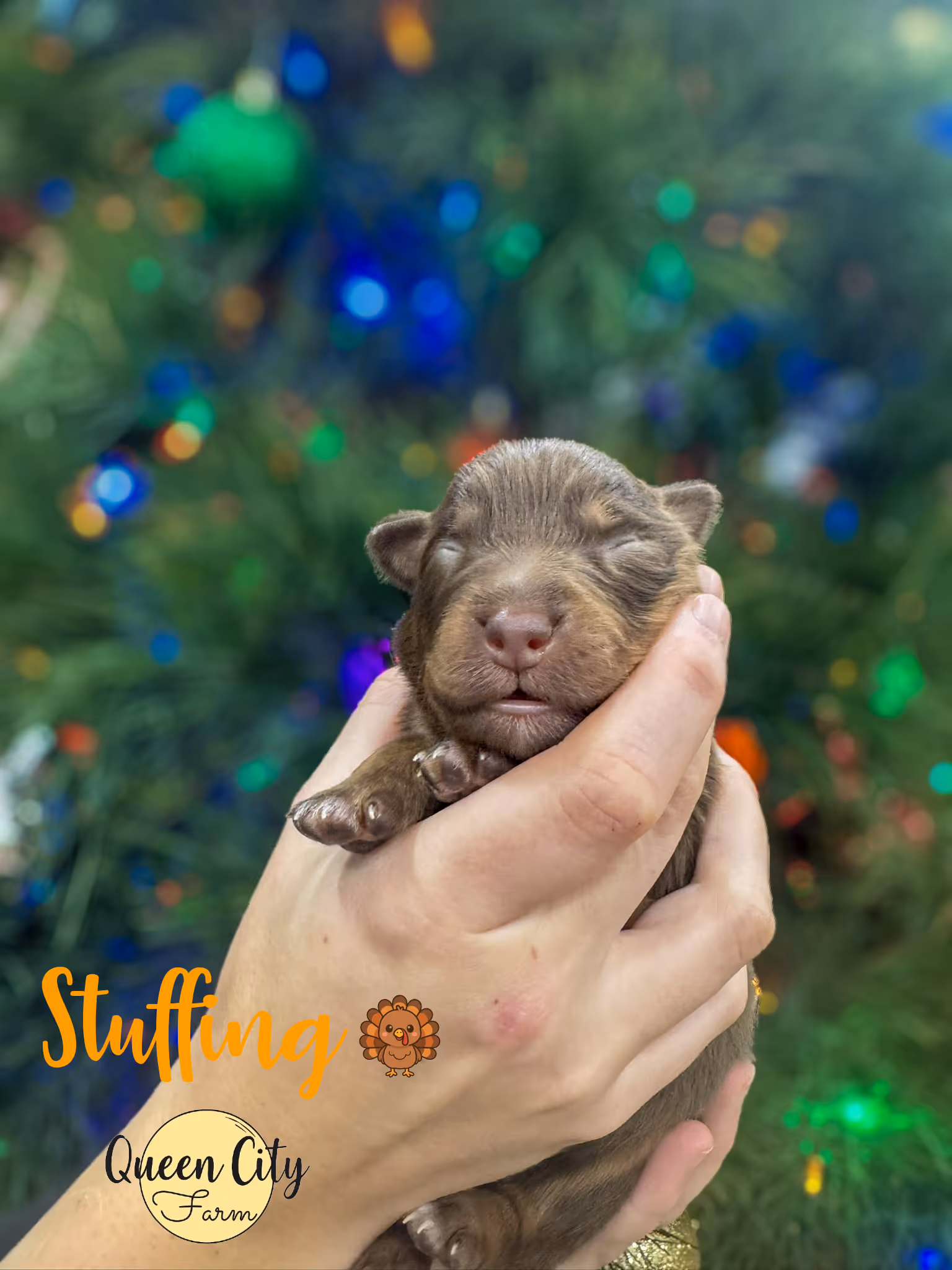 A red tri australian shepherd with a christmas tree in the background