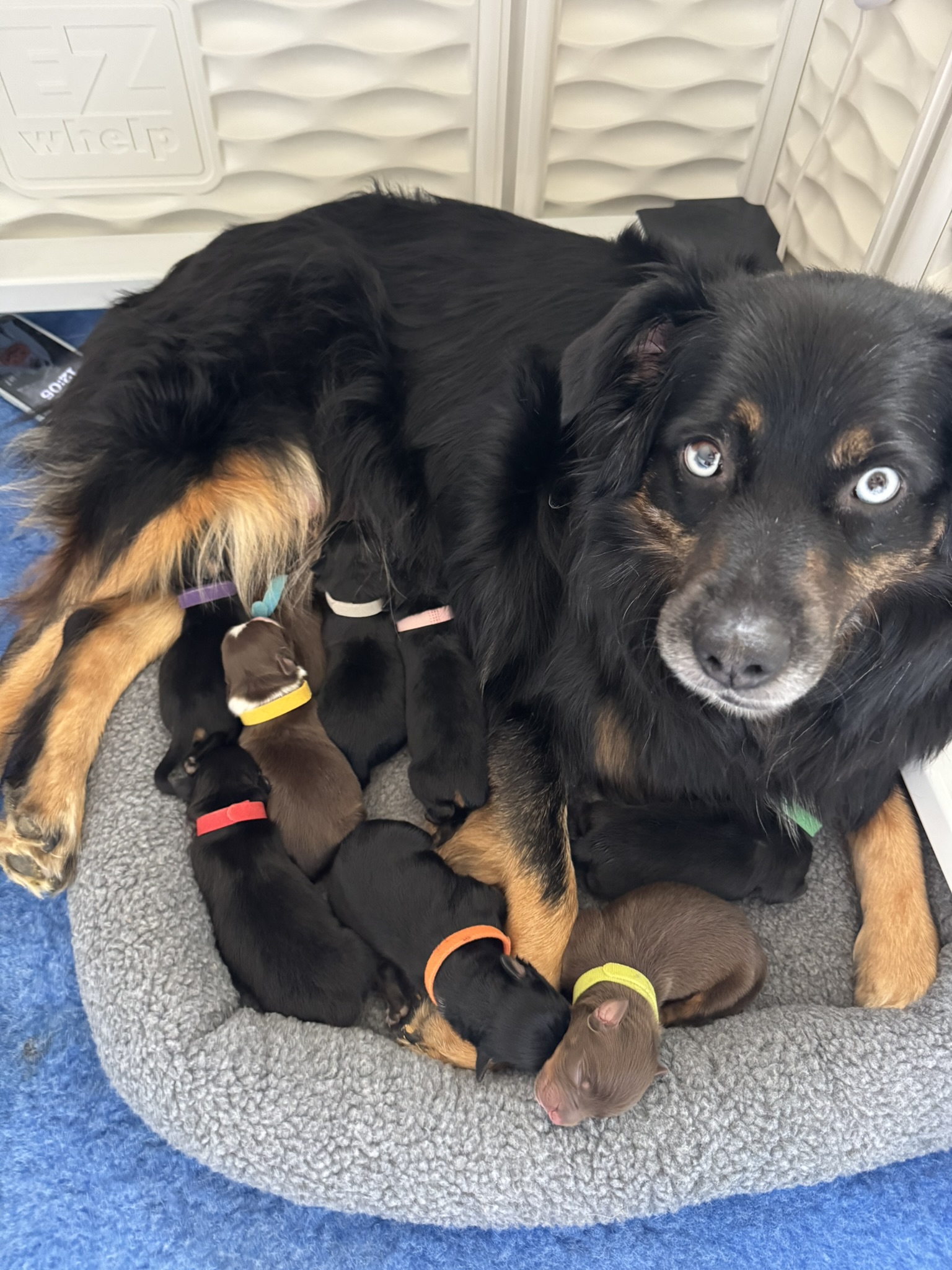 A black tri Australian Shepherd laying with her litter of puppies nursing