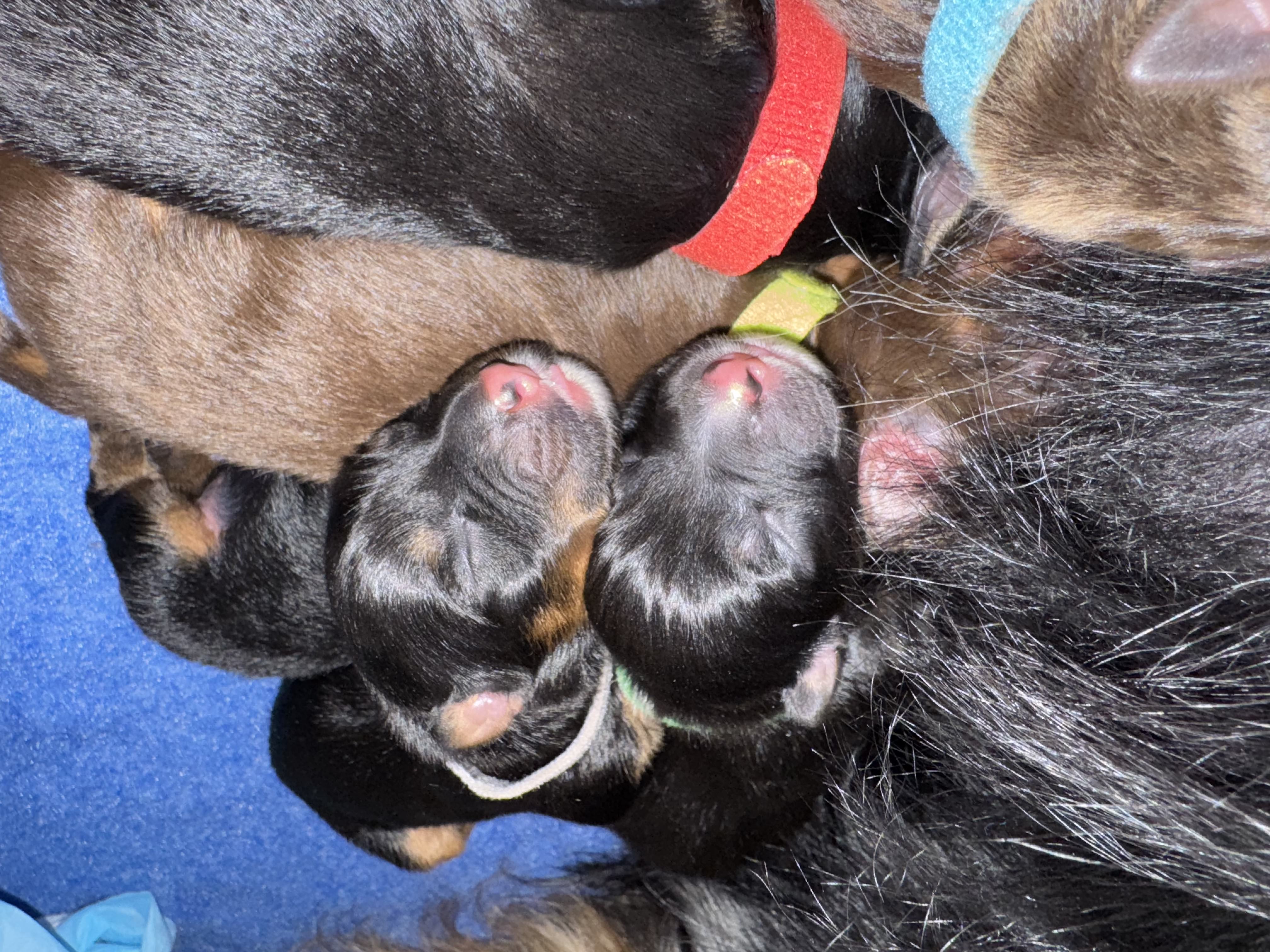 Two Australian Shepherd puppies sitting on their mother's leg inside of the whelping box