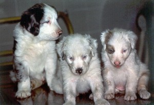 Double Merle Puppies