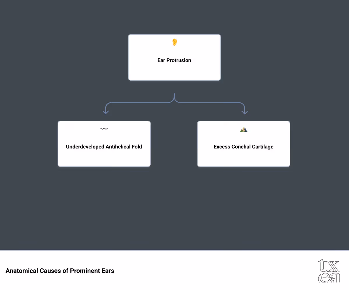Detailed infographic showing ear anatomy including the antihelical fold, conchal bowl, and common ear deformities that otoplasty corrects, with before and after illustrations - Ear Pinning Texas infographic hierarchy
