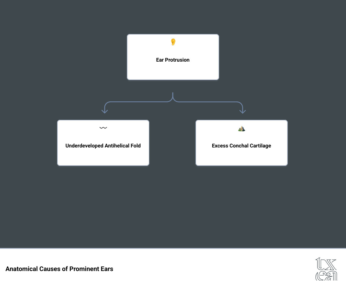 Detailed infographic showing ear anatomy including the antihelical fold, conchal bowl, and common ear deformities that otoplasty corrects, with before and after illustrations - Ear Pinning Texas infographic hierarchy