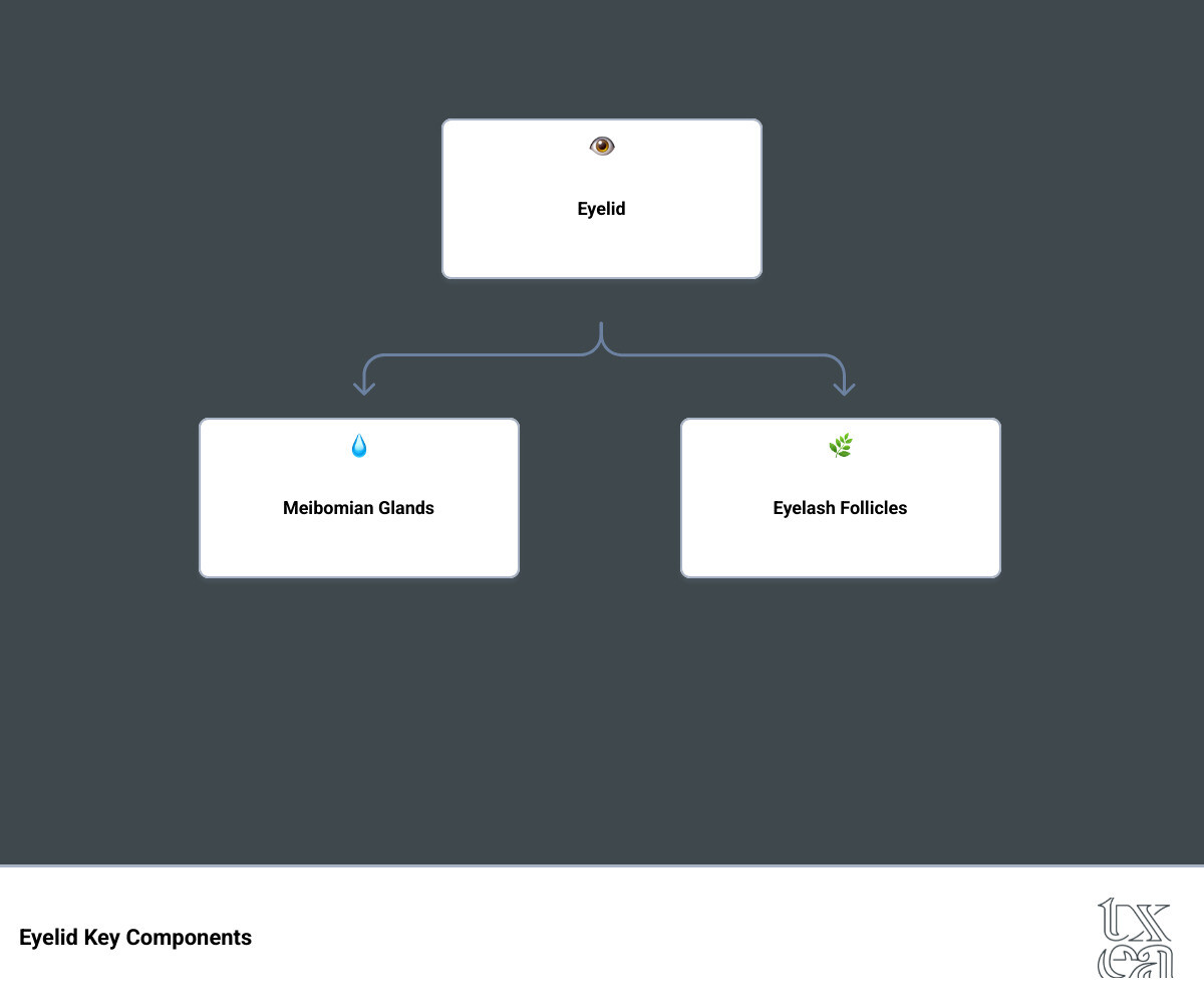 Infographic showing eyelid anatomy with labeled meibomian glands along the eyelid margin, eyelash follicles at the base of lashes, and common bump locations - styes at the eyelid edge near lashes and chalazia further back on the lid - bump on eyelid causing pain infographic hierarchy