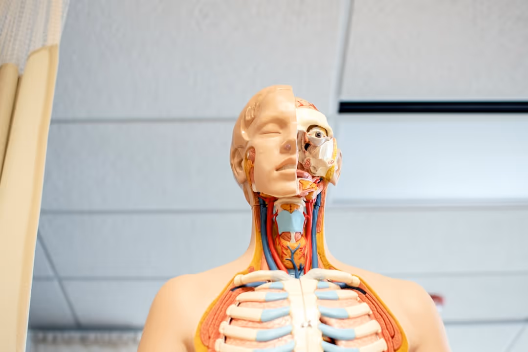 Diagram showing how Botox works on facial muscles - botox dripping springs