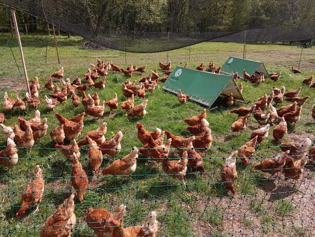 Přírodní prostředí pro zdravá zvířata – česká farma | Farma u Habriny