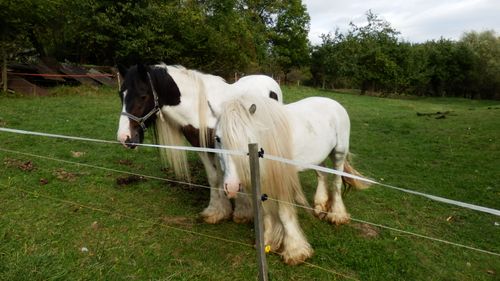 Zelené pastviny a domácí zvířata – život na farmě | Farma u Habriny