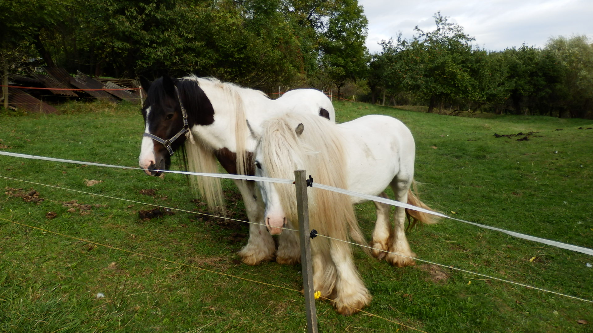 Zelené pastviny a domácí zvířata – život na farmě | Farma u Habriny