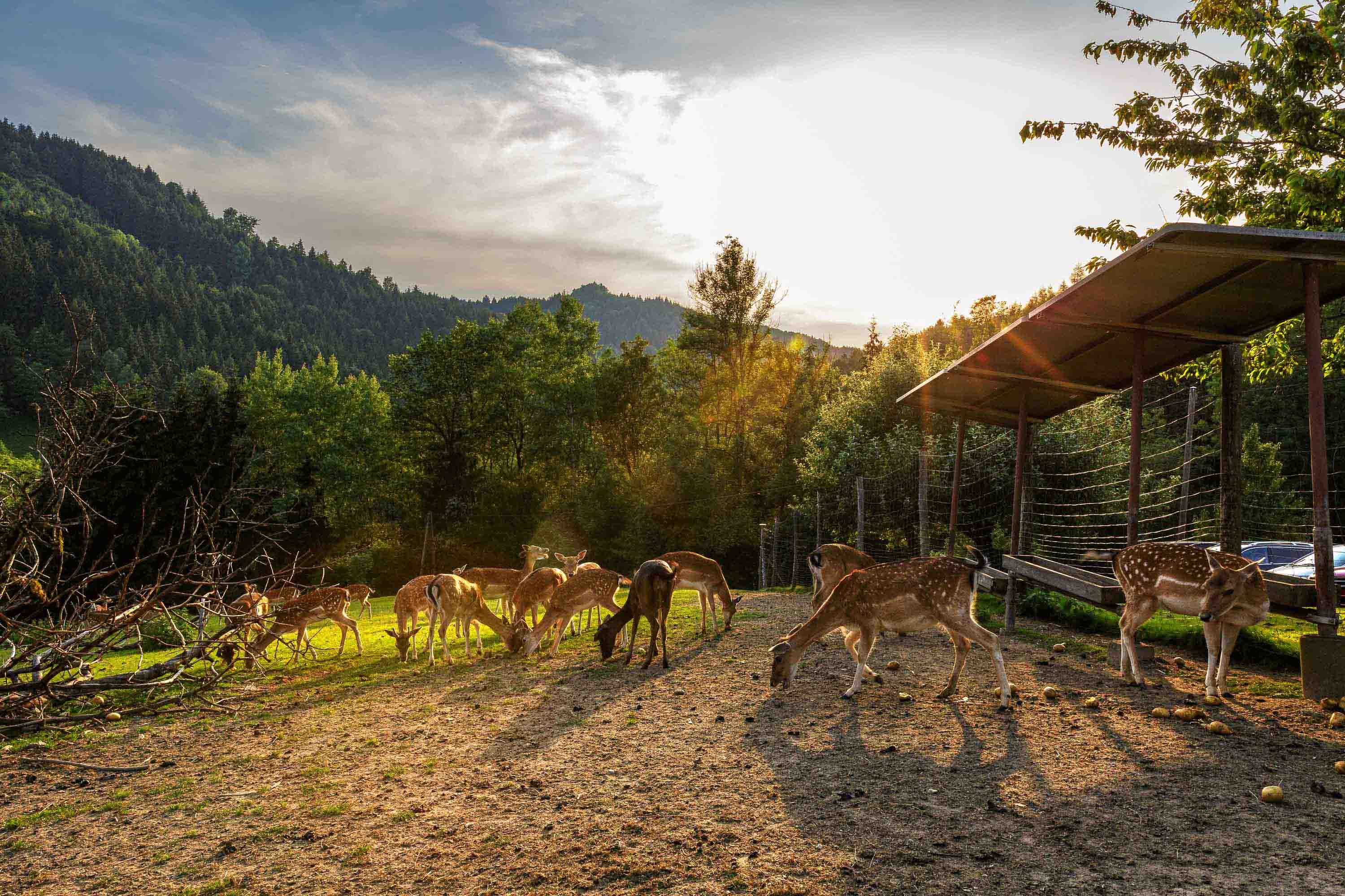 Das Wildgehege von Gasthof Silvia