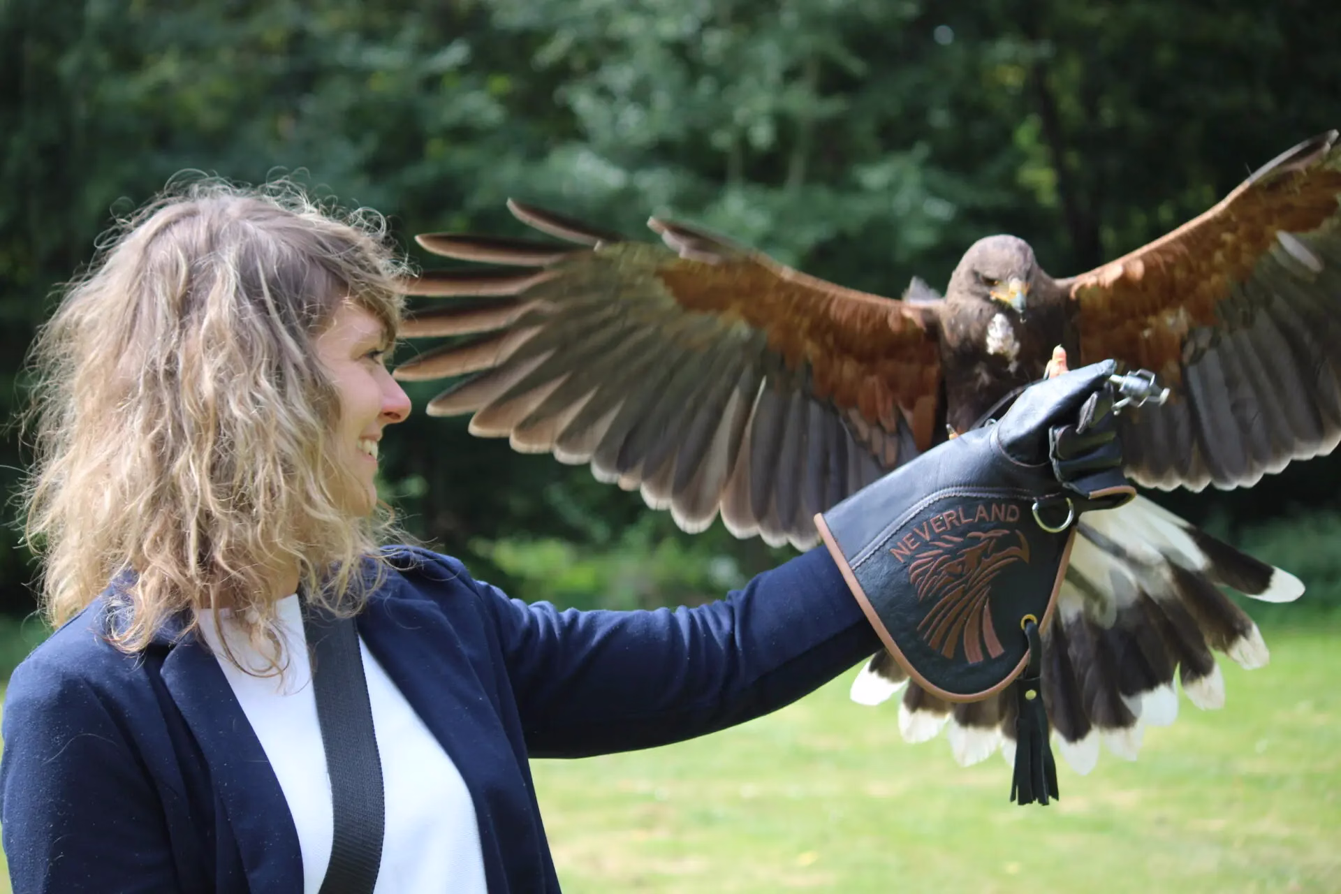 Falconry Introduction