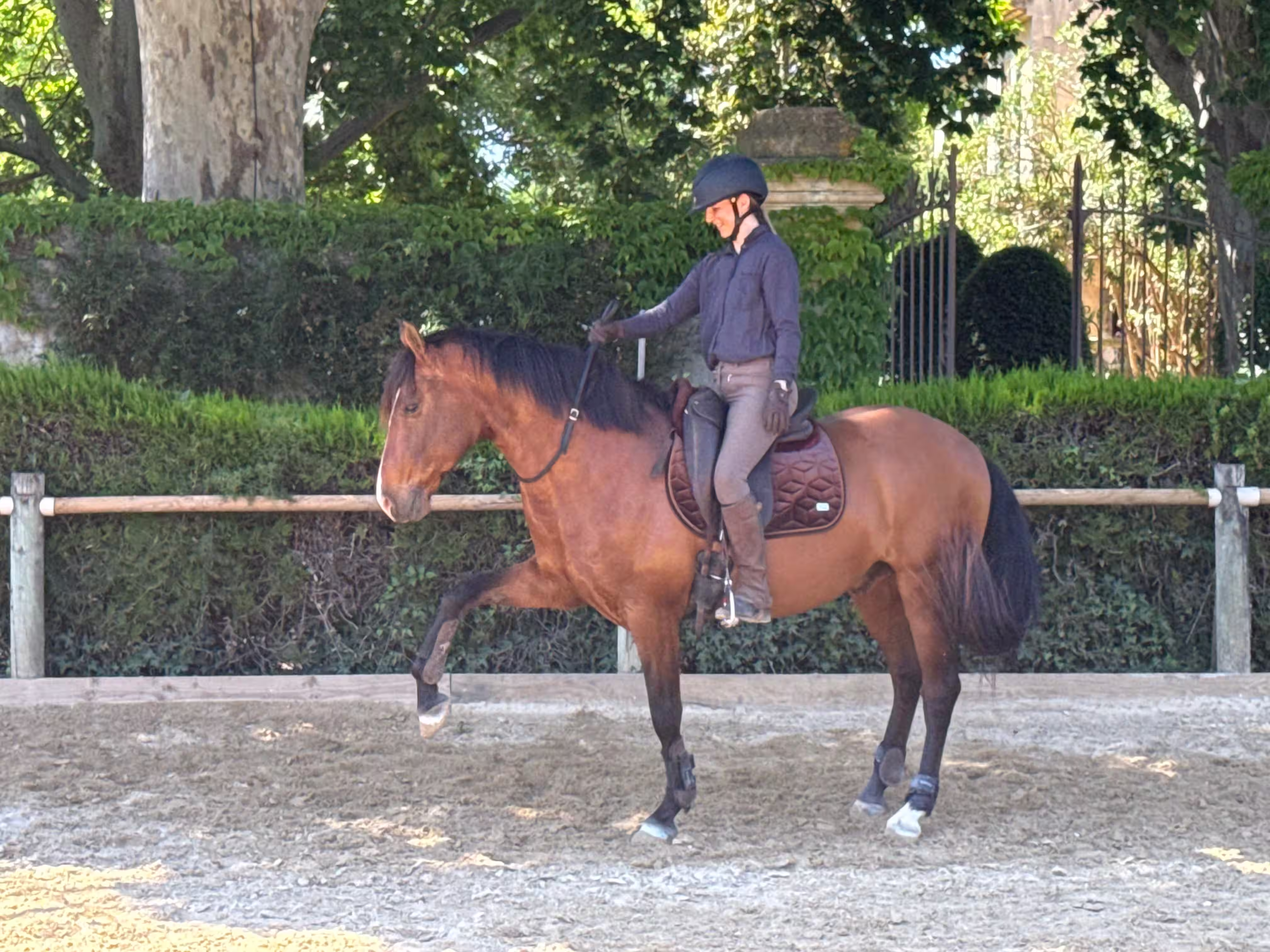 Dressage / Horsemanship / Massage