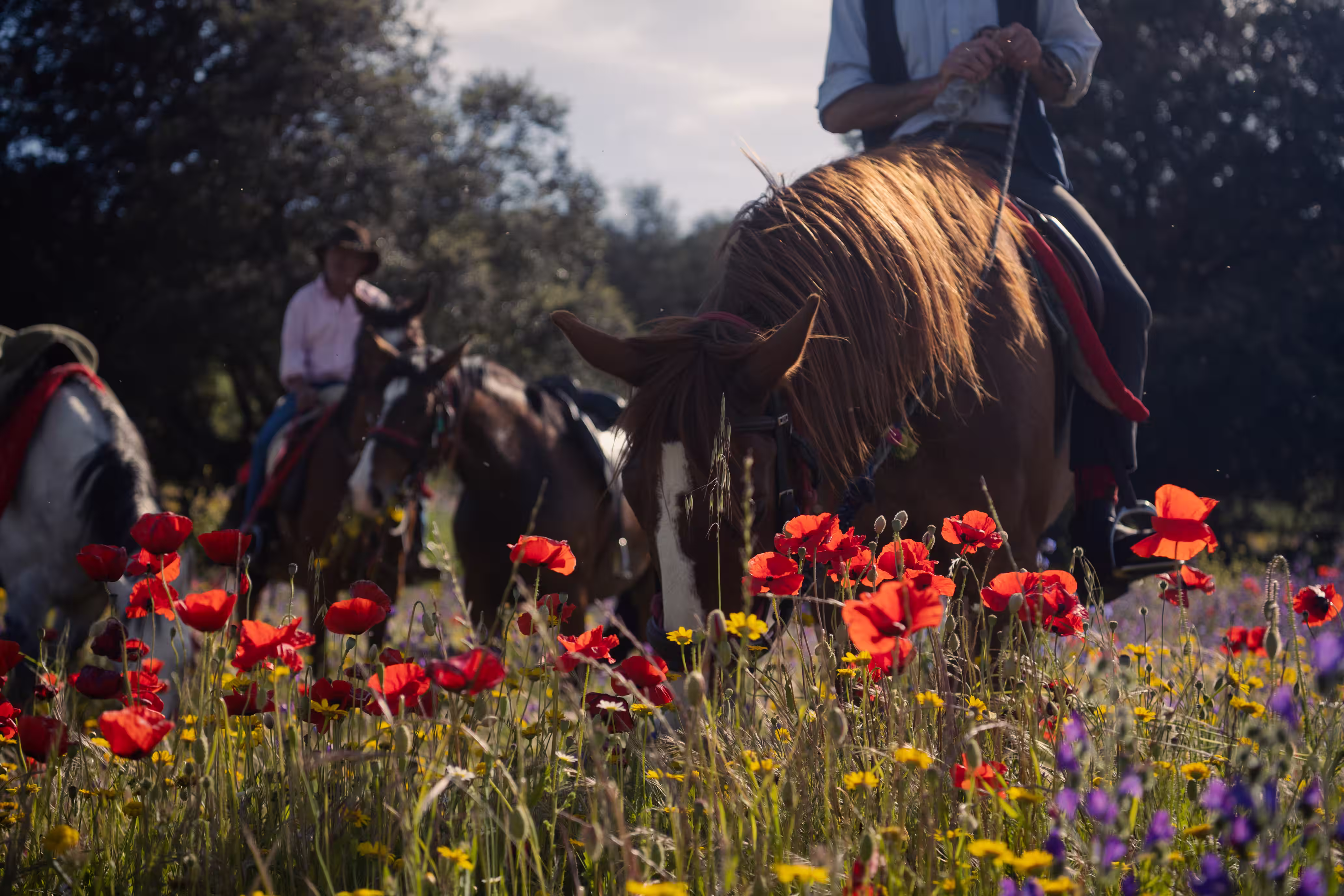 The hidden trails of Sierra Morena - 20km/5h ride