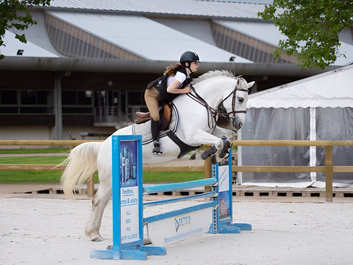 Show Jumping or Dressage Lesson
