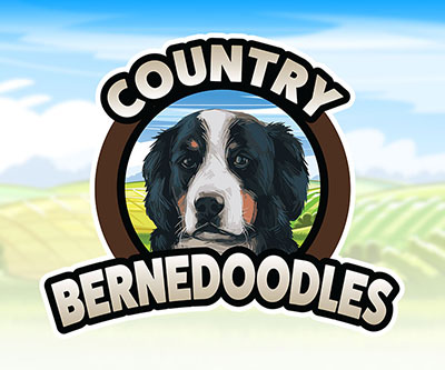 Website + Logo Design