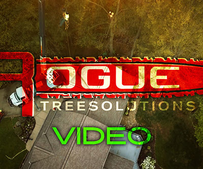 Video Production for Rogue Tree Solutions by Snyder Advertising