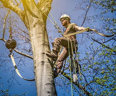 Professional Photography for Rogue Tree Solutions