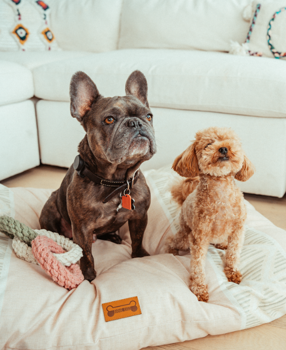 A French bulldog and a teacup poodle sit with a dog toy in an Annie Digs luxury dog bed 