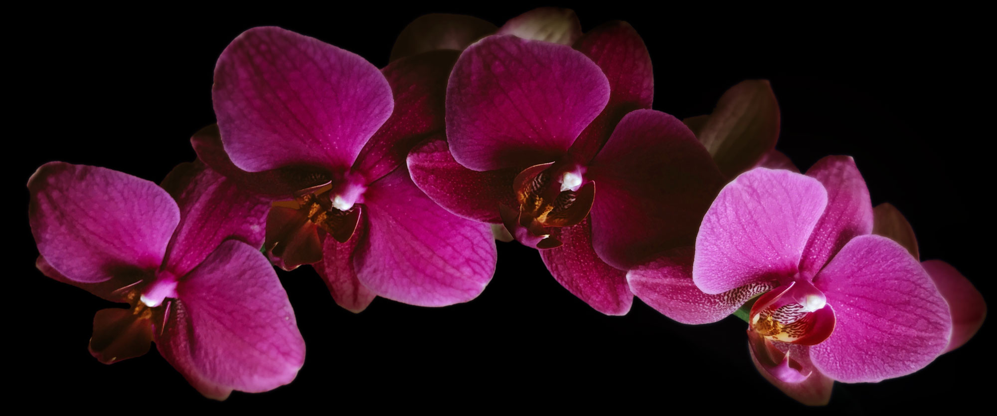 dark magenta orchids on a black background