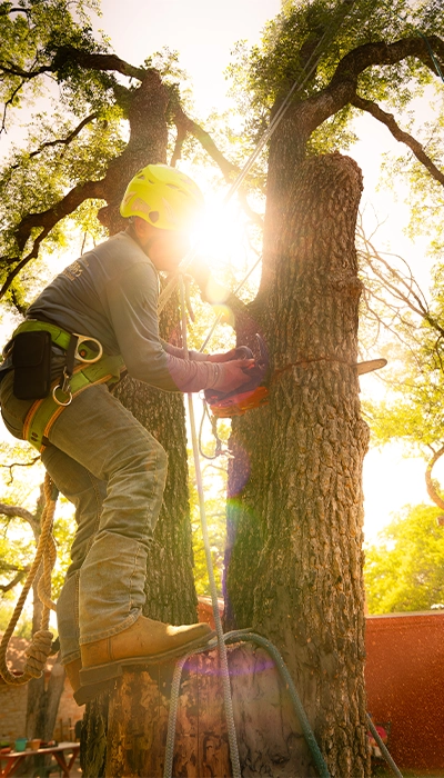 A tree climber using a saw to trim a tree in a customer's backyard in Austin, TX
