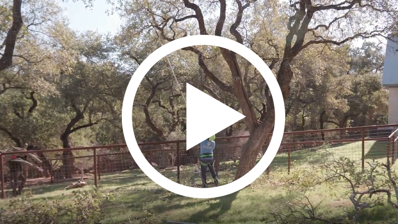 Before and after at a job in central texas trimming live oaks