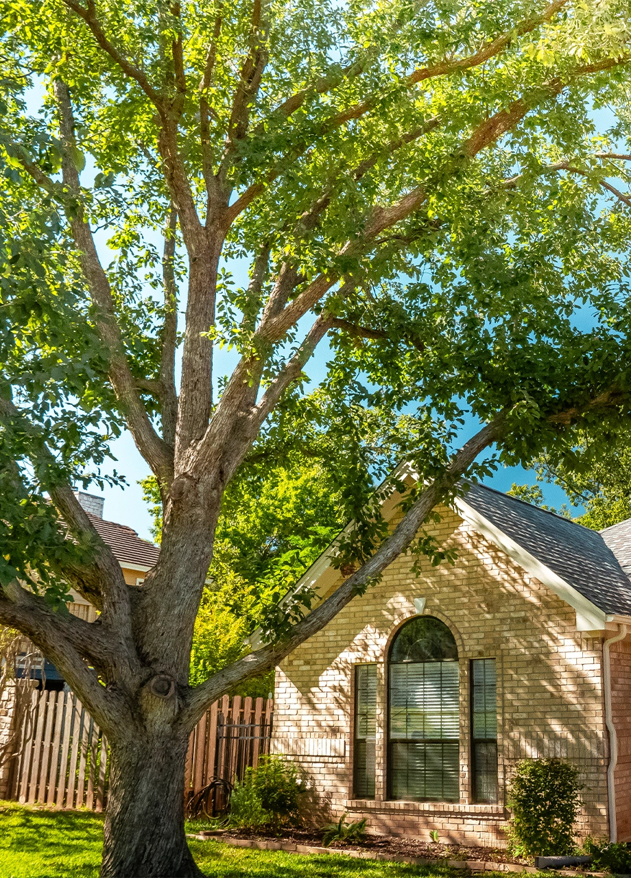 oak wilt fungicide treatment in austin texas