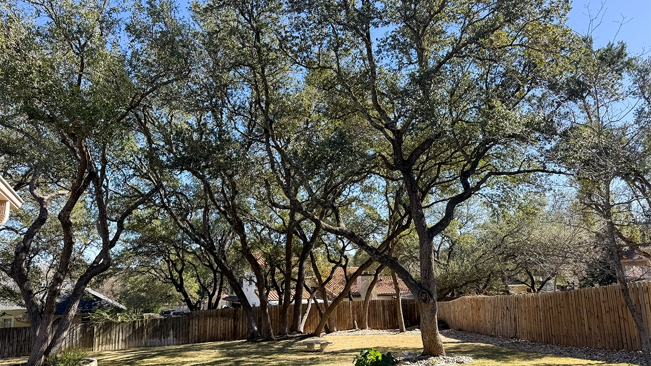 tree trimming in austin texas