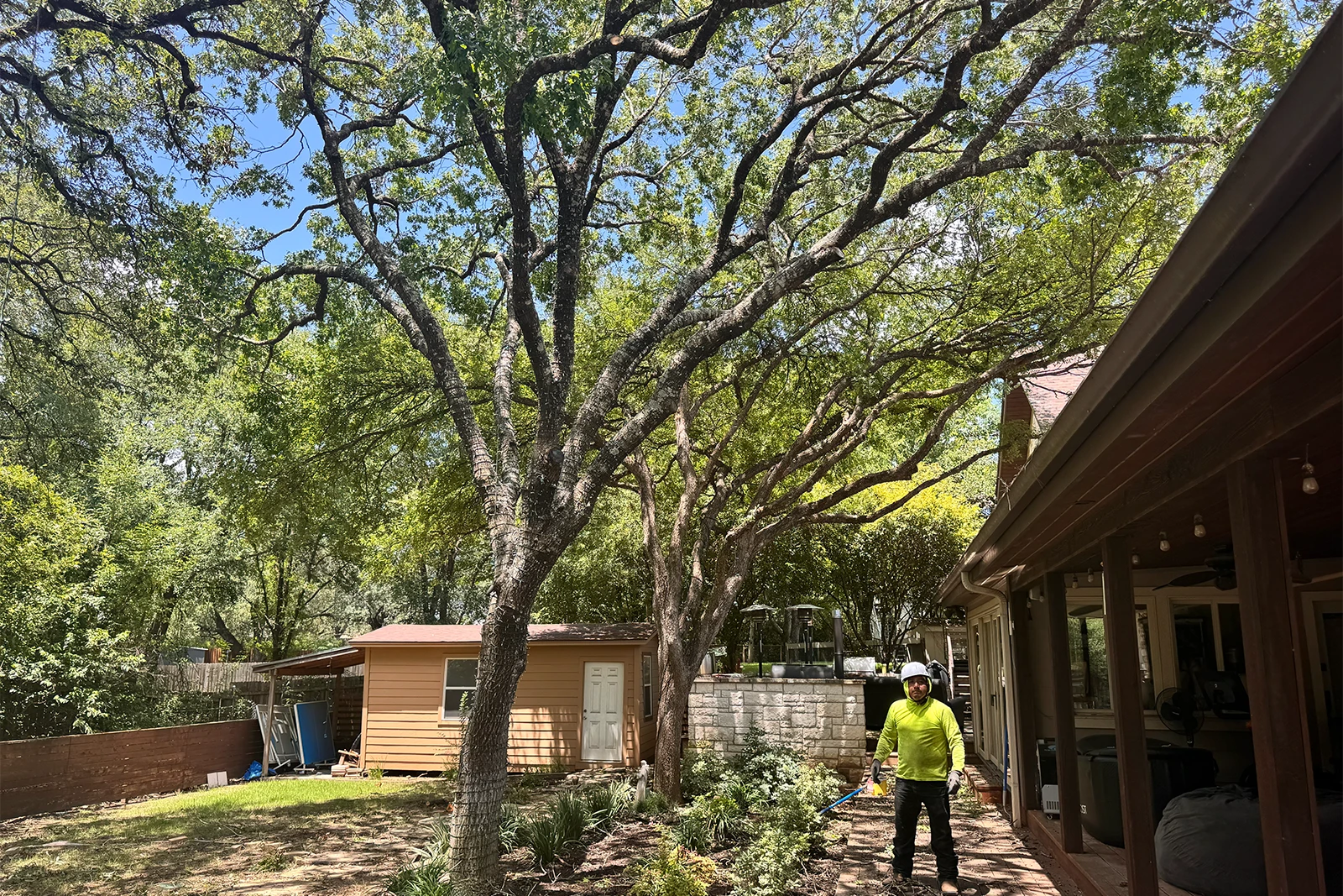 Leander live oak tree trimming by Tree Scouts Tree Service improving structure and sunlight