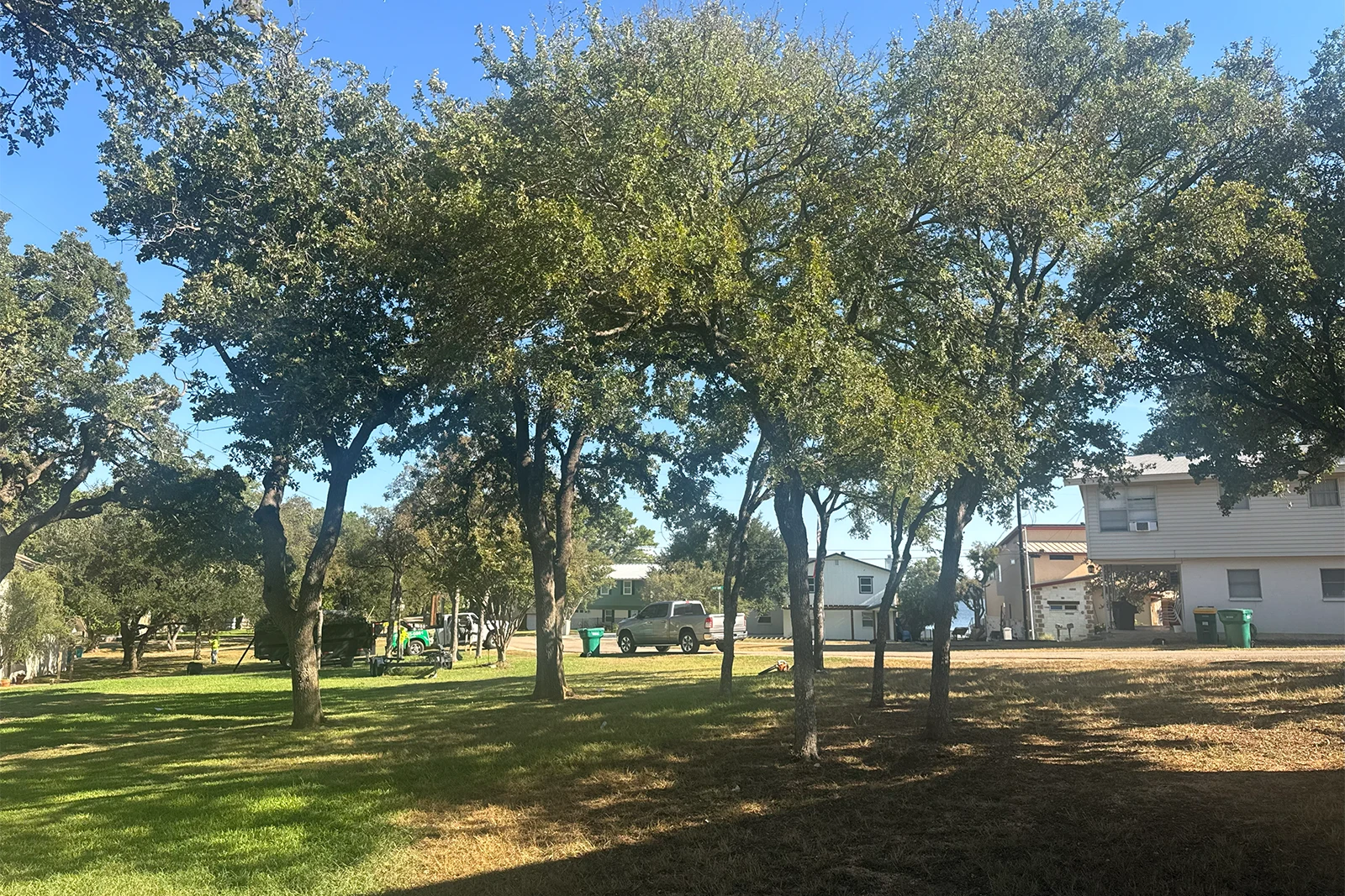 Raising canopies of oaks in Crystal Falls HOA in Leander TX