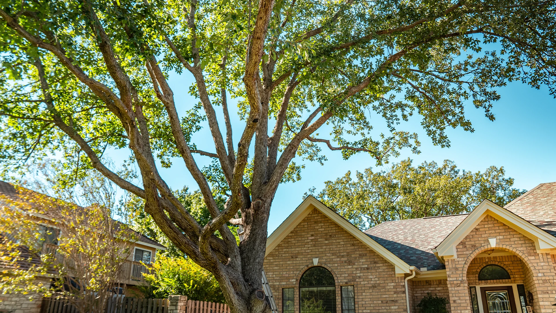 Tree Scouts crew at work in Central Texas