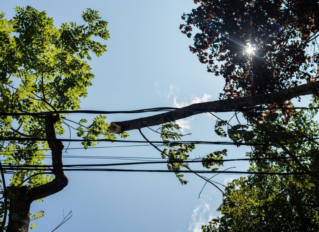 Use Professional Tree Company to Trim Around Power Lines