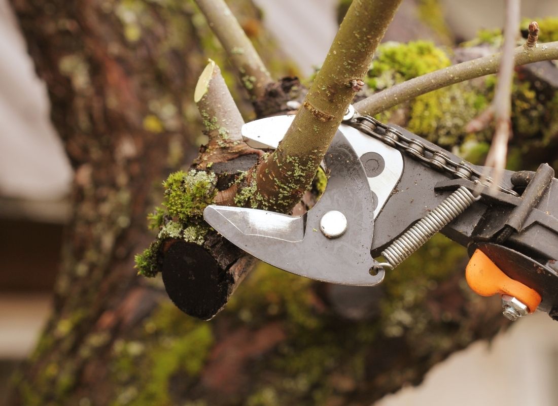 How Improper Pruning Shortens a Tree’s Lifespan