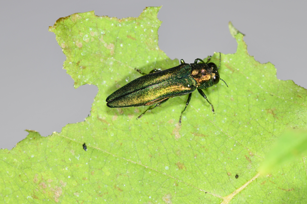 Emerald Ash borer in Austin, TX