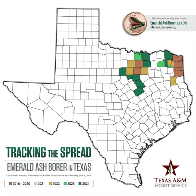 A texas map showing the spread of the emeral ash borer tree disease 