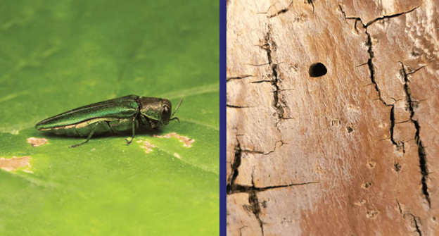 A central texas emerald ash borer on a tree leaf