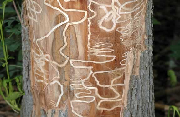 Emerald ash borer symptoms on a tree