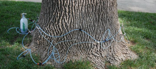 A tree fertilization treatment for emerald ash tree affected by the borer..