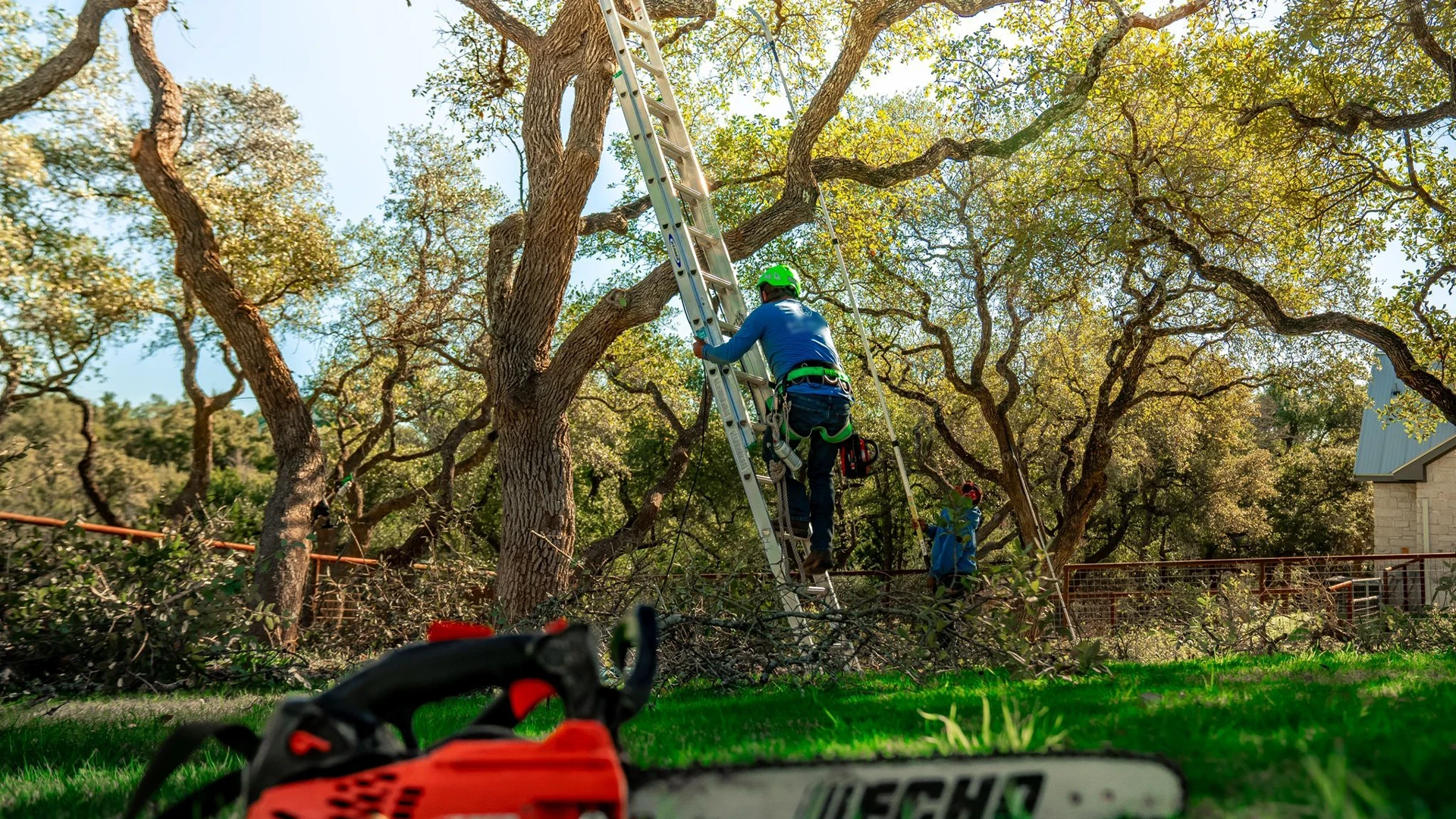 Tree Service in Lakeway, TX - Certified Arborists for Trimming & Removals